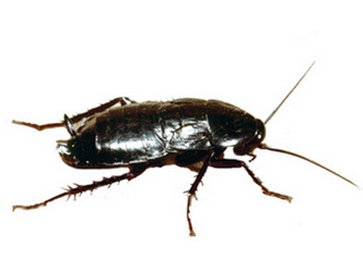 blatte