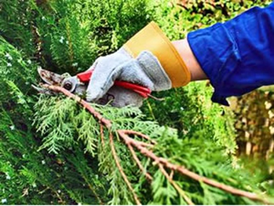 giardinaggio manutenzione